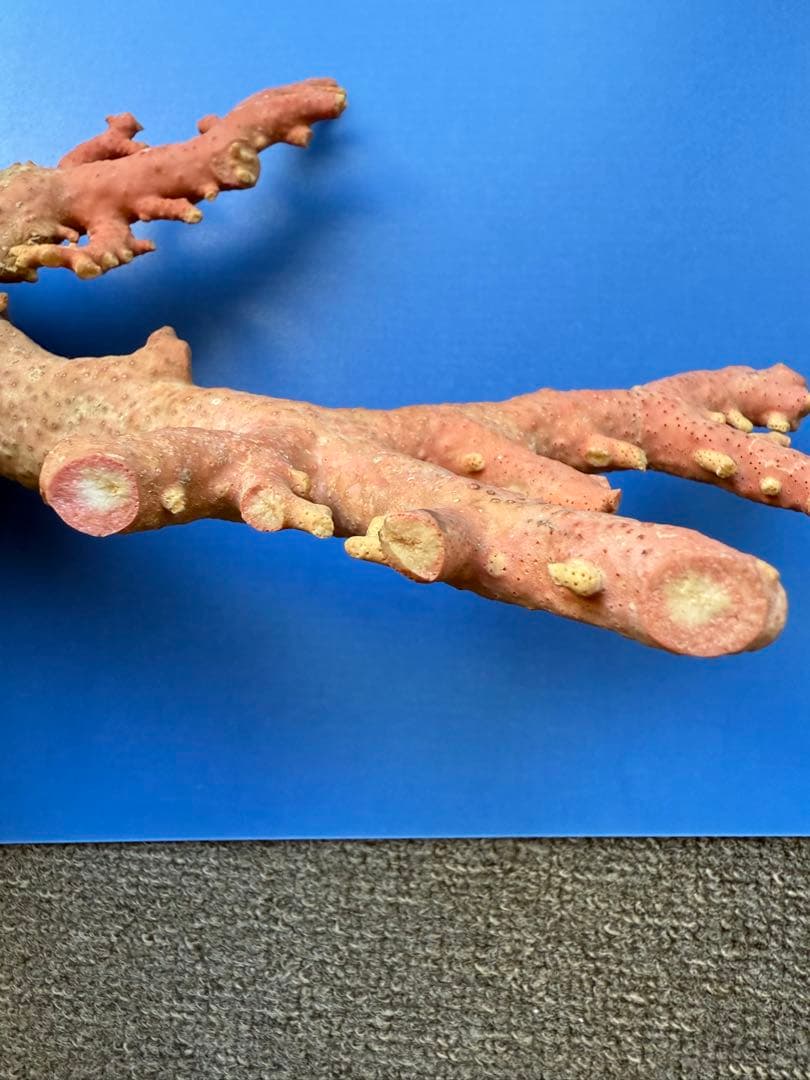 ピンクコーラル 置物 約30cm