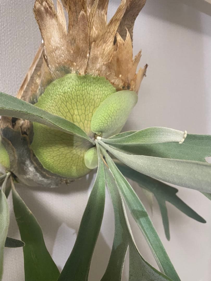 ビカクシダ　veitchii from@IMAMA