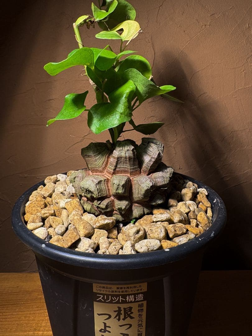 【丸型良型】アフリカ亀甲竜　実生 幅7.5cm 将来有望