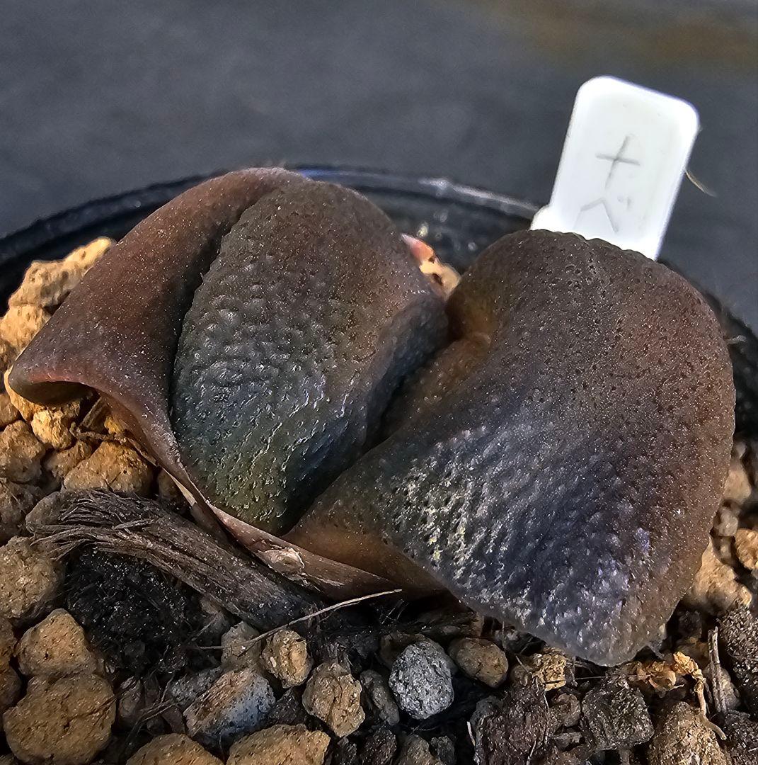 メルカリ便発送&ロウルサンコさんラベル付き☆ガステリア 臥牛十兵衛