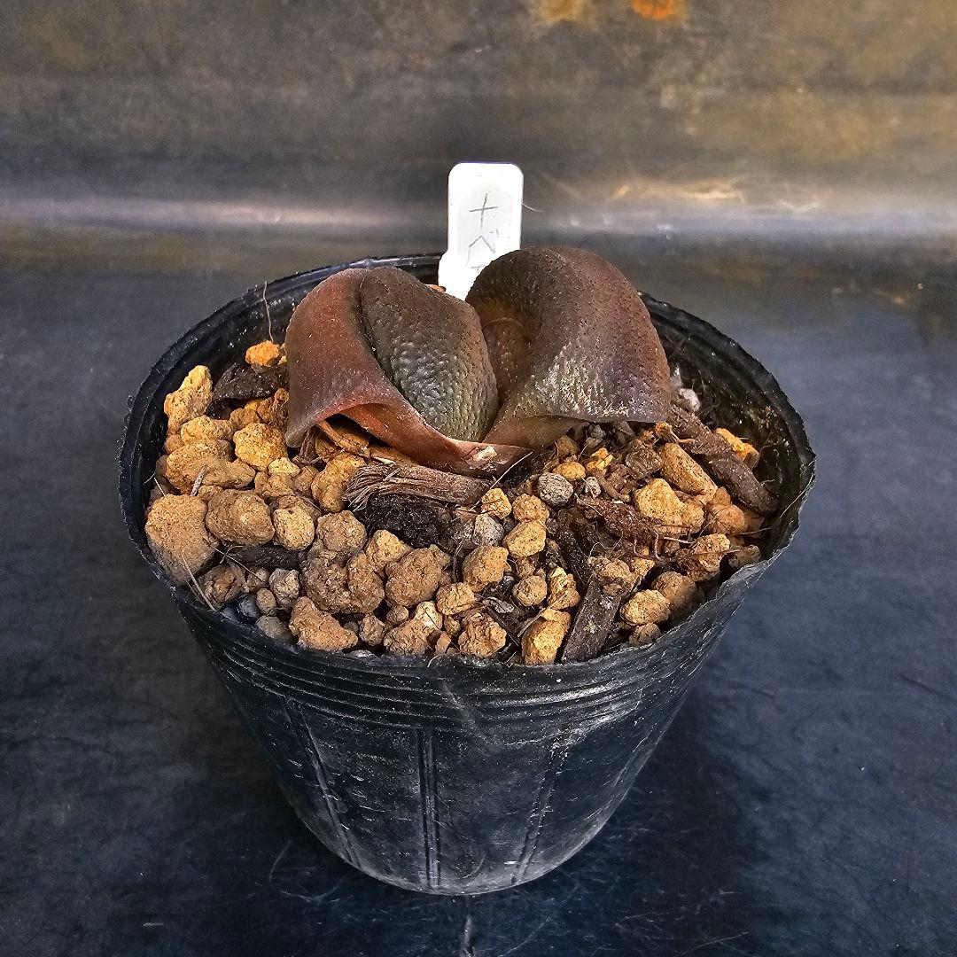 メルカリ便発送&ロウルサンコさんラベル付き☆ガステリア 臥牛十兵衛