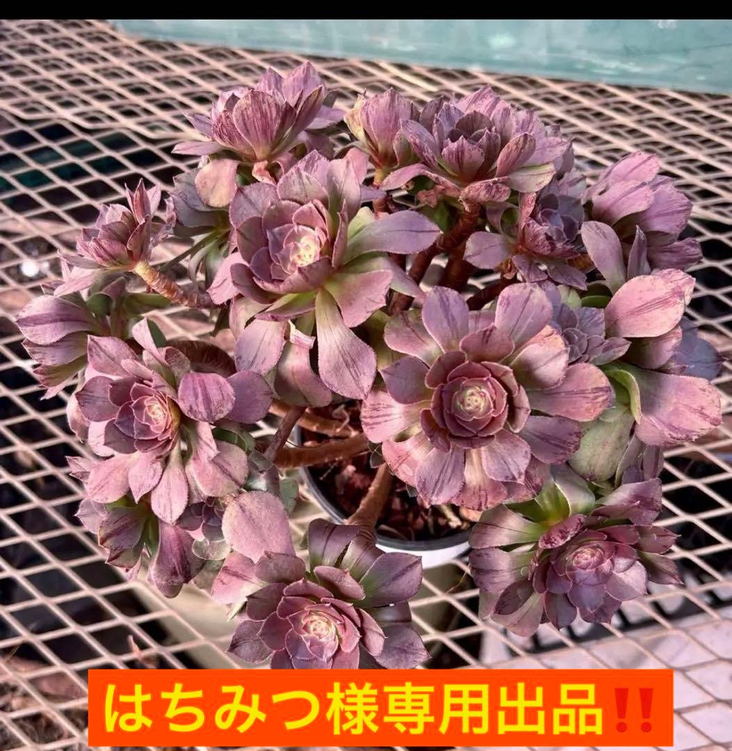 確認専用出品‼️アエオニウム　雨荷（2代） 法師錦　カット苗　ハロウィン　抜き苗