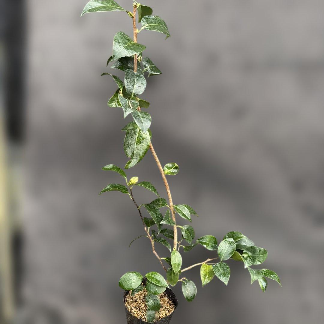 neet 炎　大社紫　此の糸3点セット