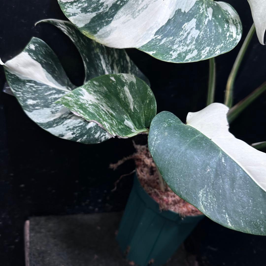 f*1様 斑入りモンステラ ホワイトタイガー極美大株50cm白斑多