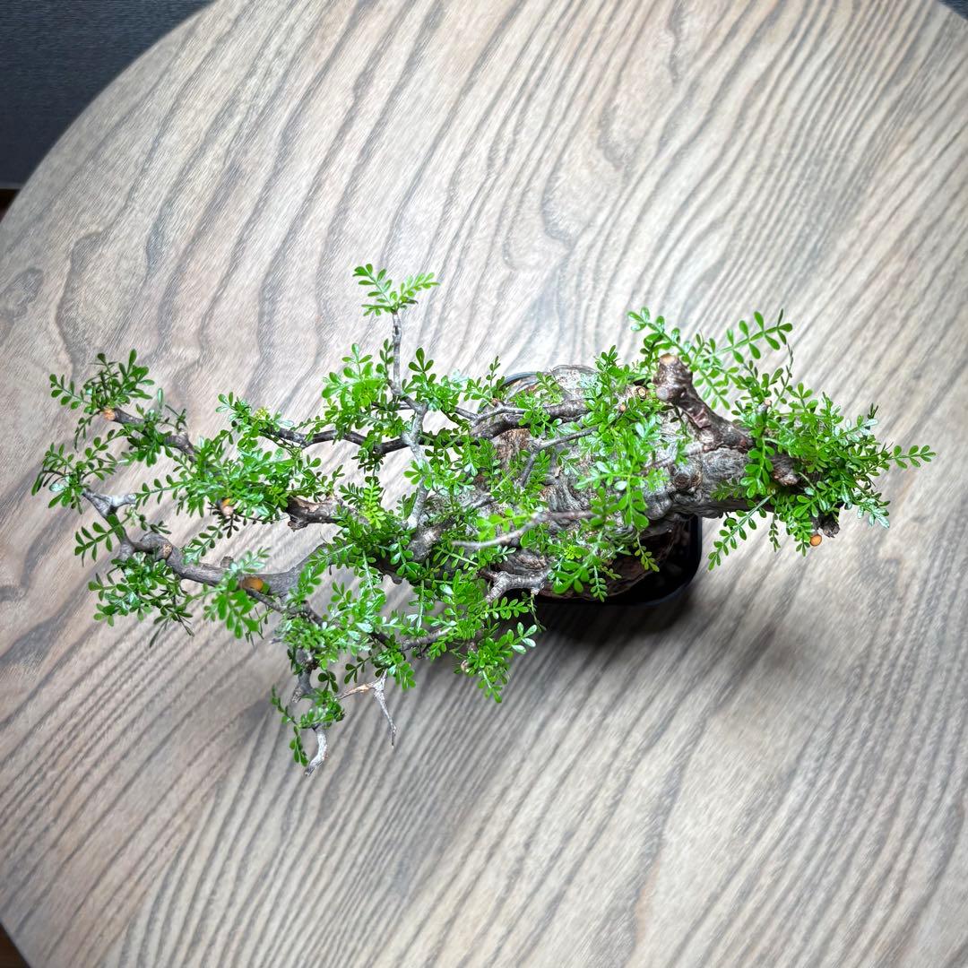 オペルクリカリア パキプス②