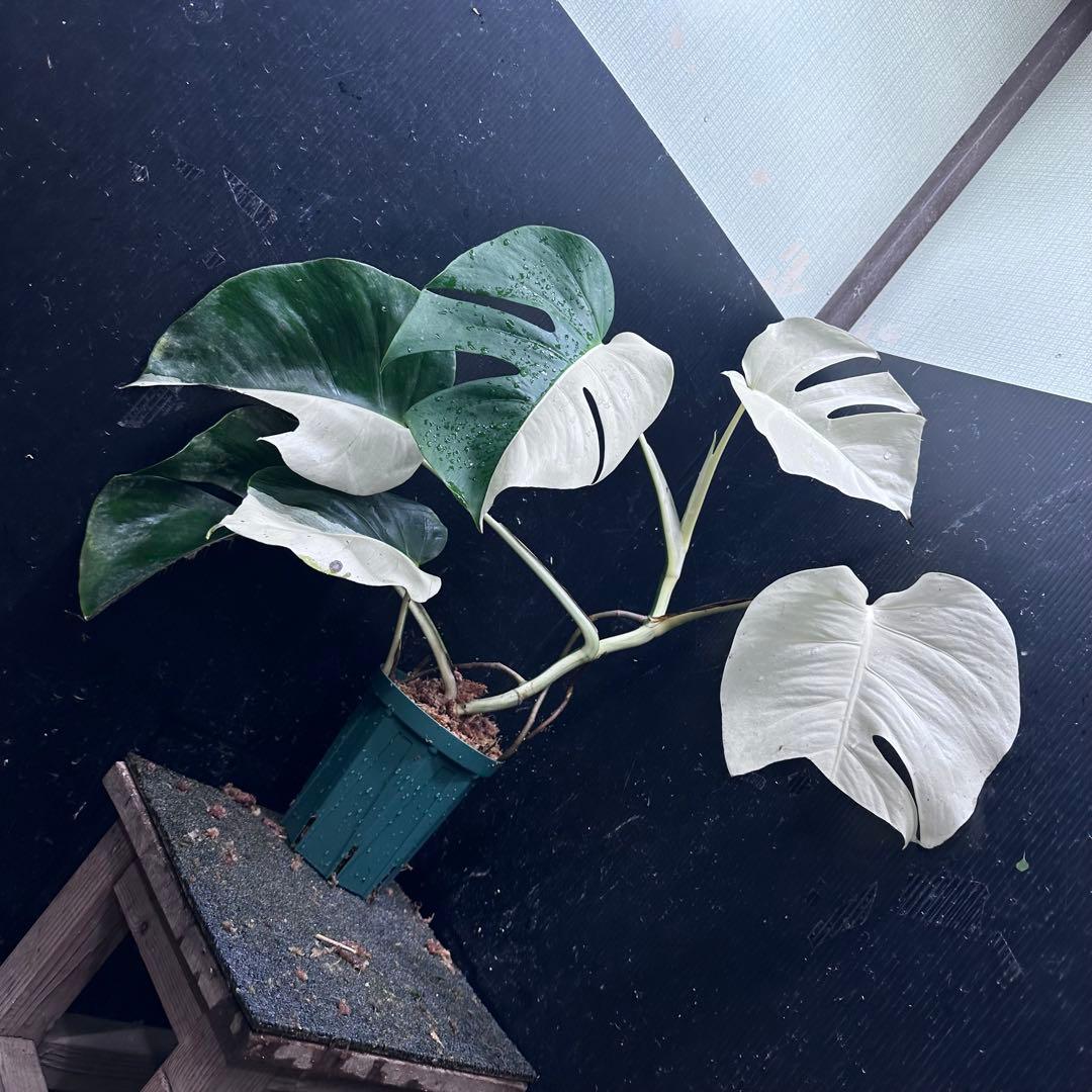 あ*さ様 モンステラ斑入りハーフムーンホワイトタイガー極美斑入り　　 57cm