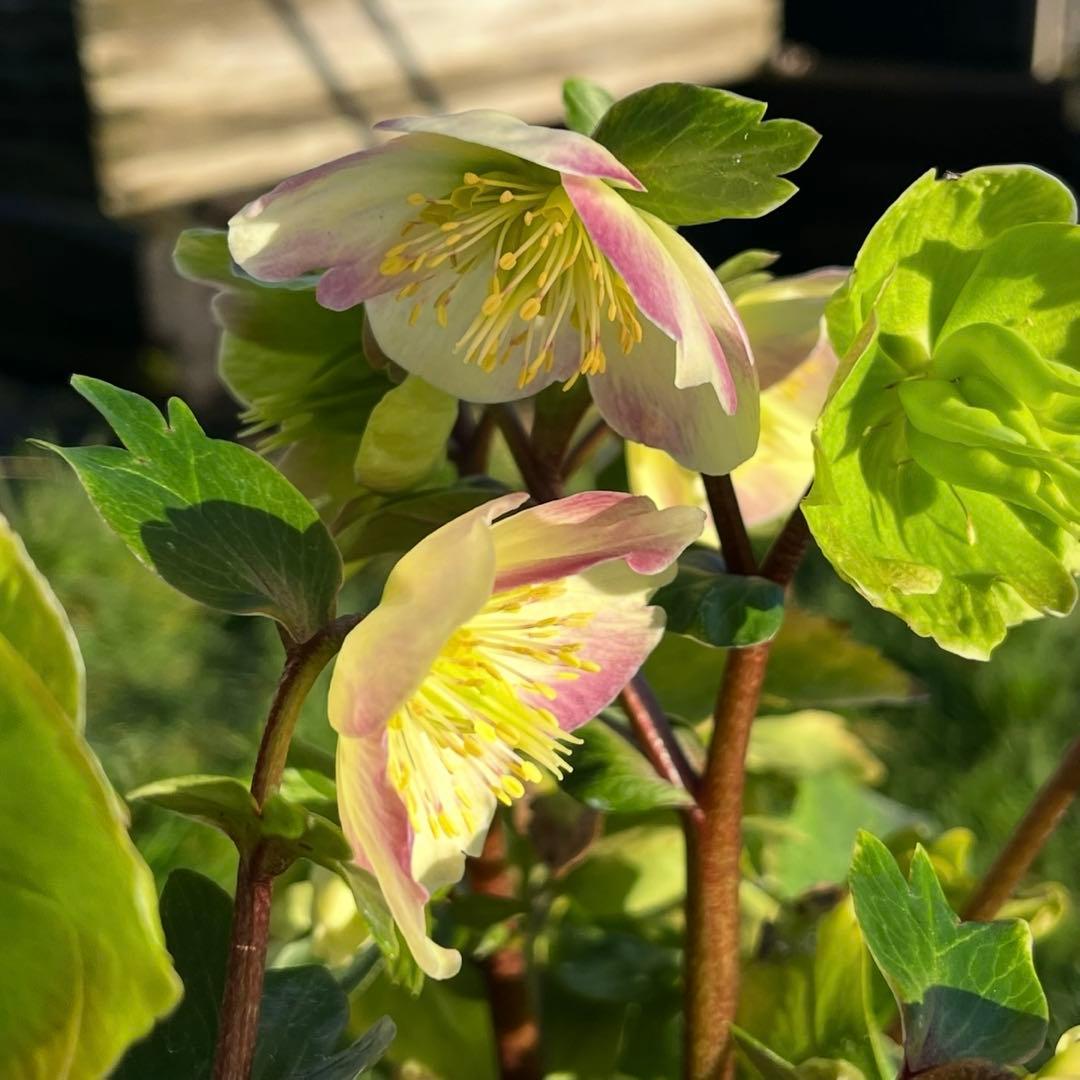 ま*い様 3461☘️超レア☘️ASHWOODIENSIS⭐️BRIAR ROS