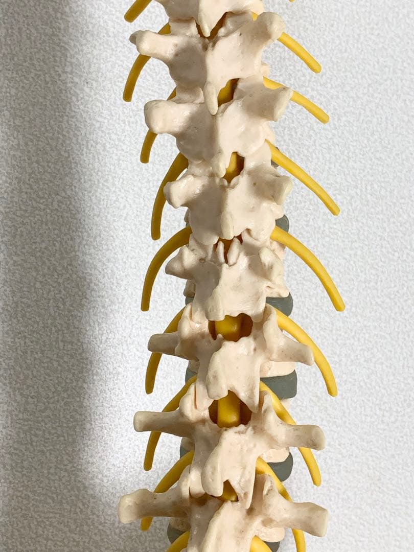 人体脊椎模型 可動式 約85cmカイロプラクティック 全健会 コタロウ ドイツ製