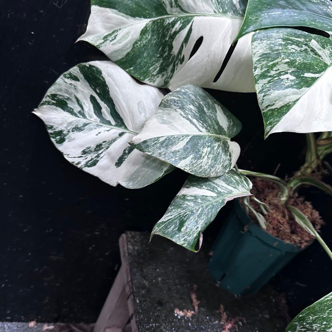 シ*ー様 斑入りモンステラ ホワイトタイガー極美大株52cm白斑多