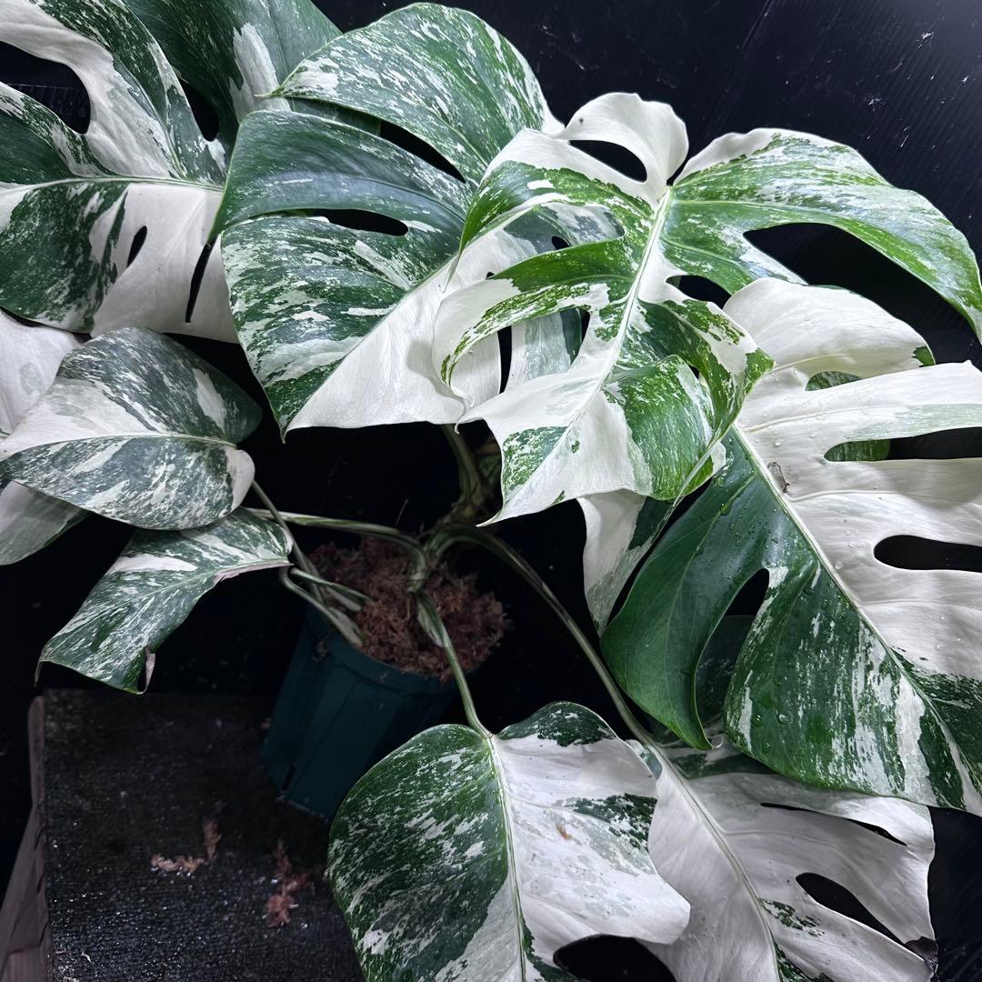 シ*ー様 斑入りモンステラ ホワイトタイガー極美大株52cm白斑多