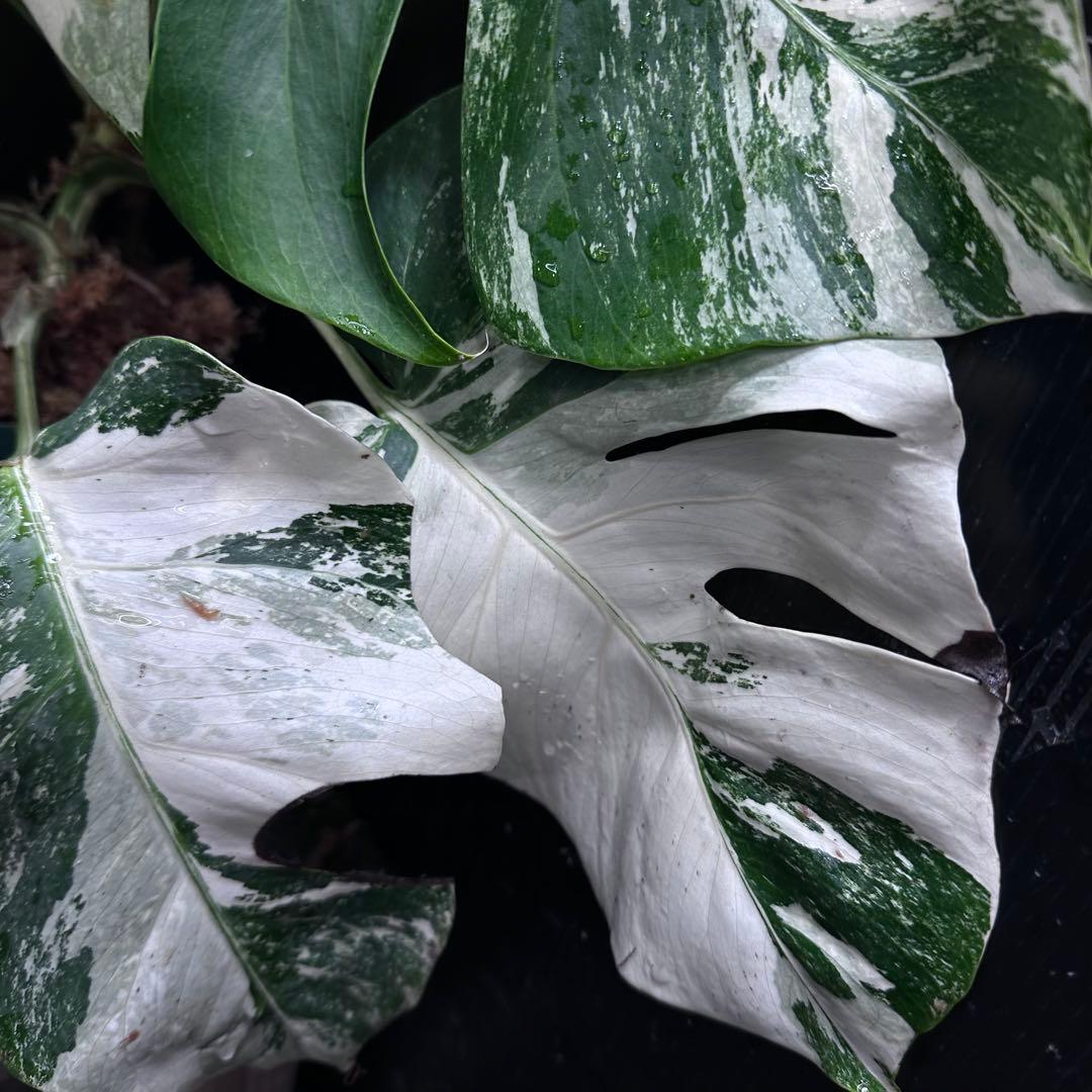 シ*ー様 斑入りモンステラ ホワイトタイガー極美大株52cm白斑多