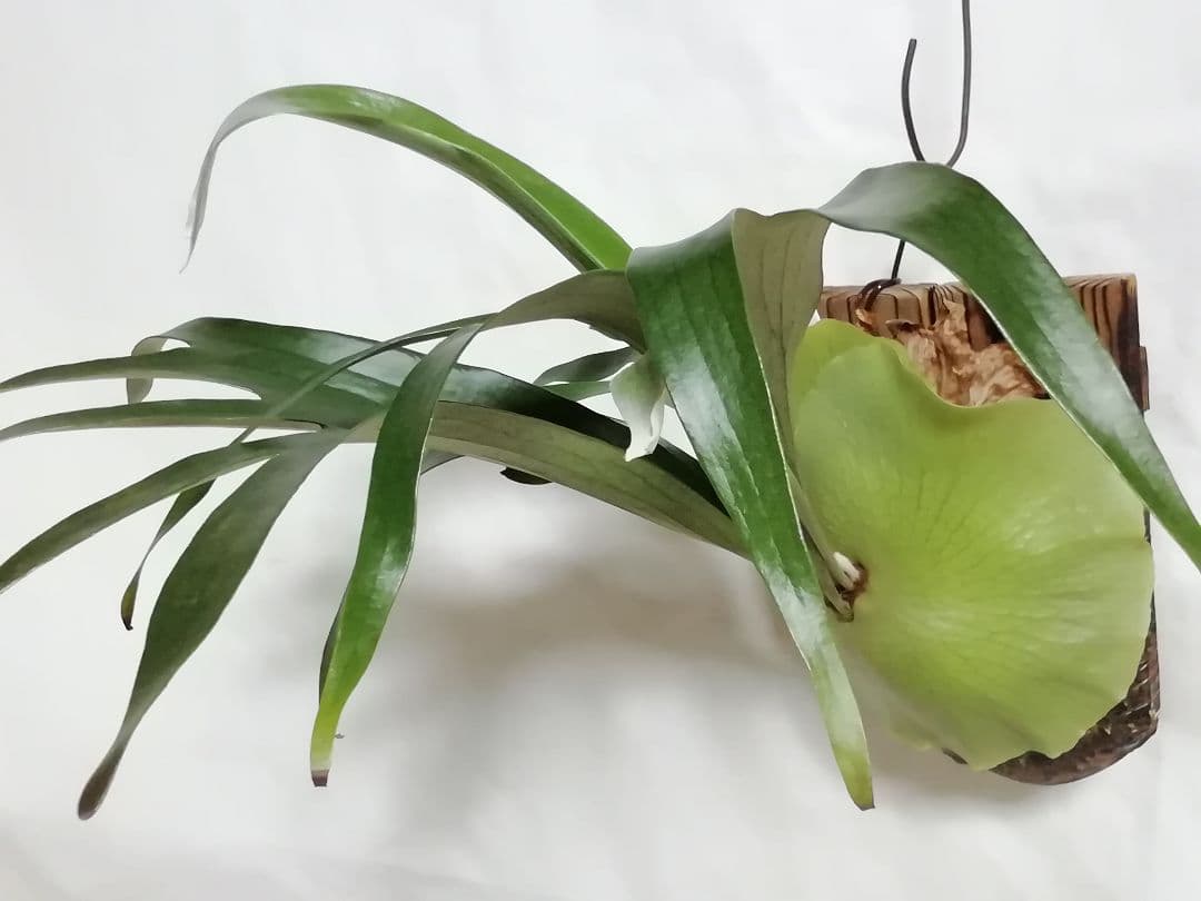 help help helpビカクシダ　希少なビフルカッム