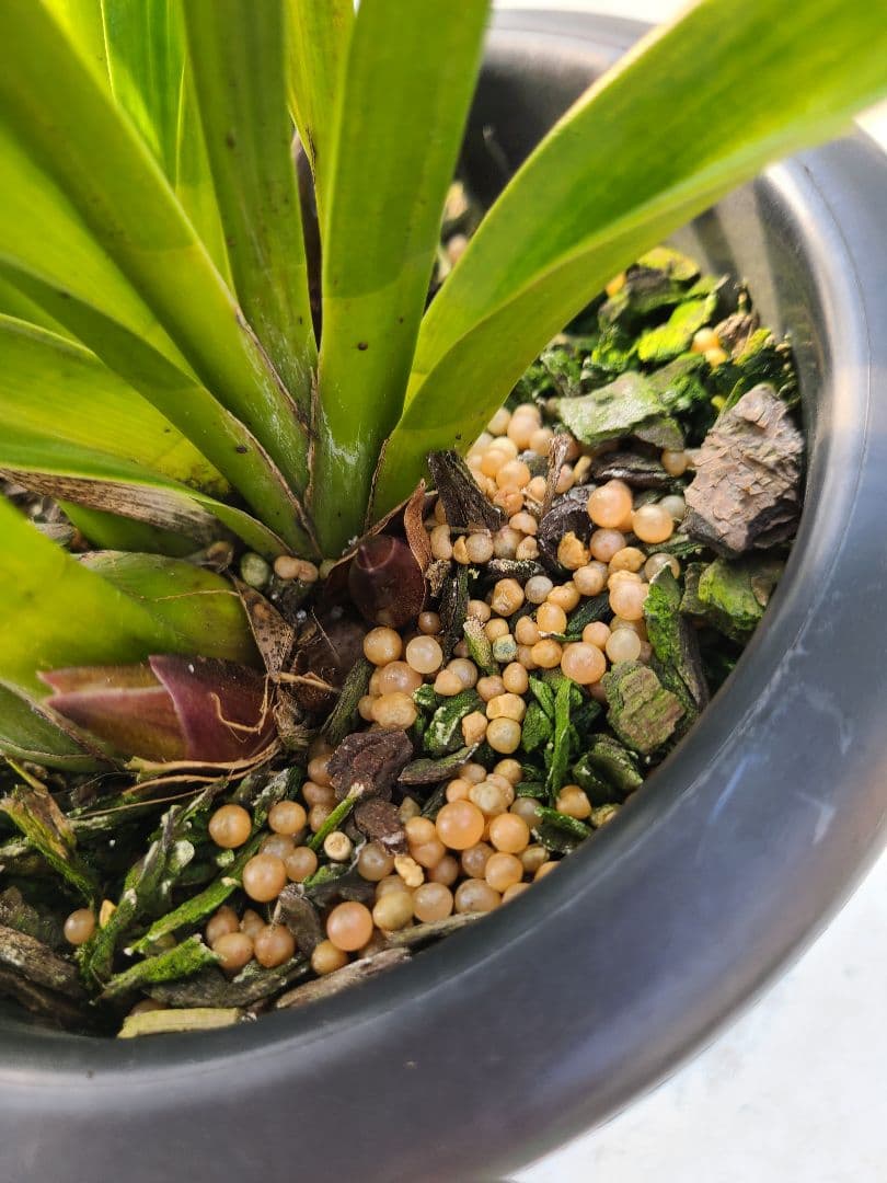 ゆ*ず様 フォアゴットンフルーツ。花芽合計19個。5鉢セット。蜜蜂誘引蘭。シンビ