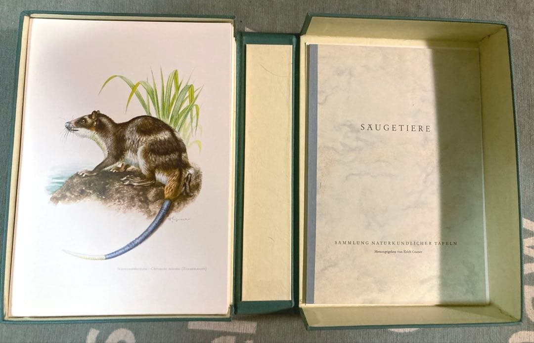 博物図鑑　1958年（ドイツ）図版、 160枚のボタニカルアートBOX