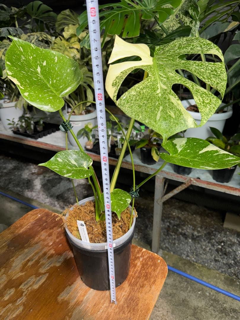 ご*ら様 2-1モンステラ　タイコンステレーション　スターライト