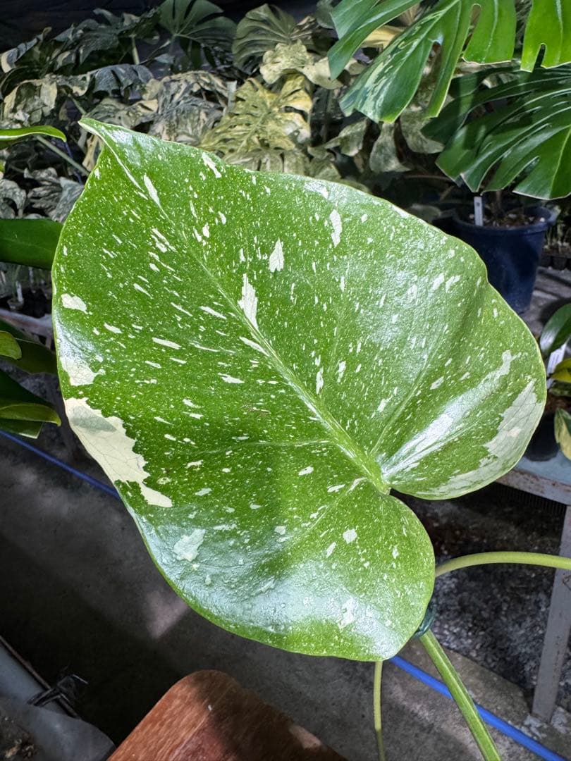 ご*ら様 2-1モンステラ　タイコンステレーション　スターライト