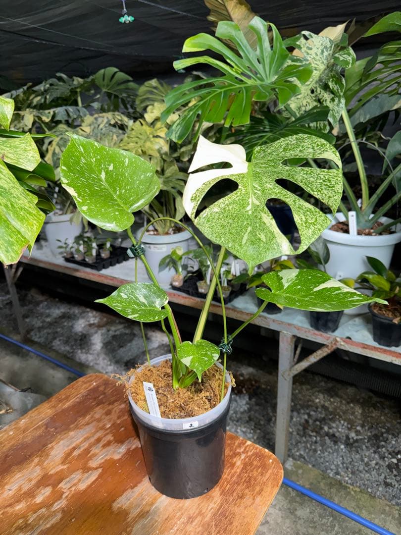 ご*ら様 2-1モンステラ　タイコンステレーション　スターライト