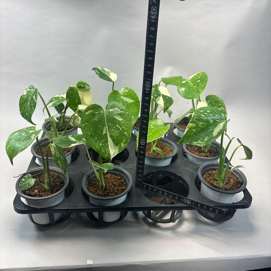 ぷ*慎様 10株セットms35【特別選抜】モンステラ・タイコンステレーション 斑