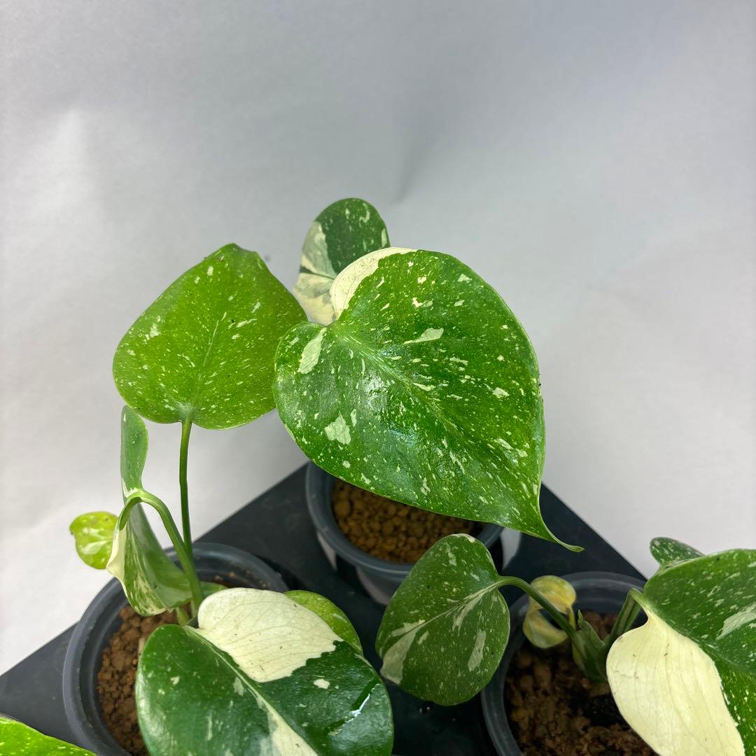 ぷ*慎様 10株セットms35【特別選抜】モンステラ・タイコンステレーション 斑