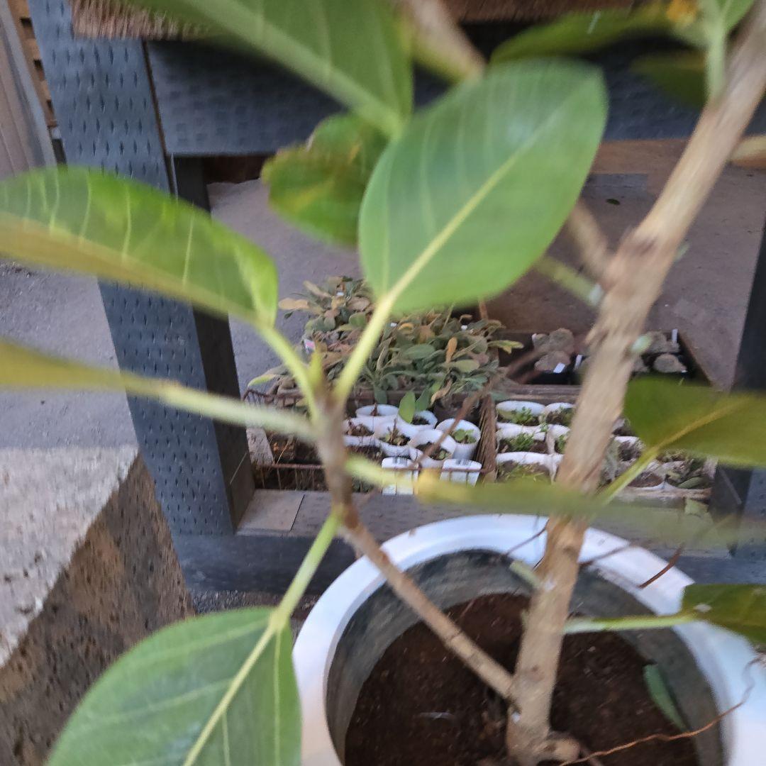 ②　フィカス　アルテシマ　曲がり仕立て8号　特大苗木最高等級極上品‼️