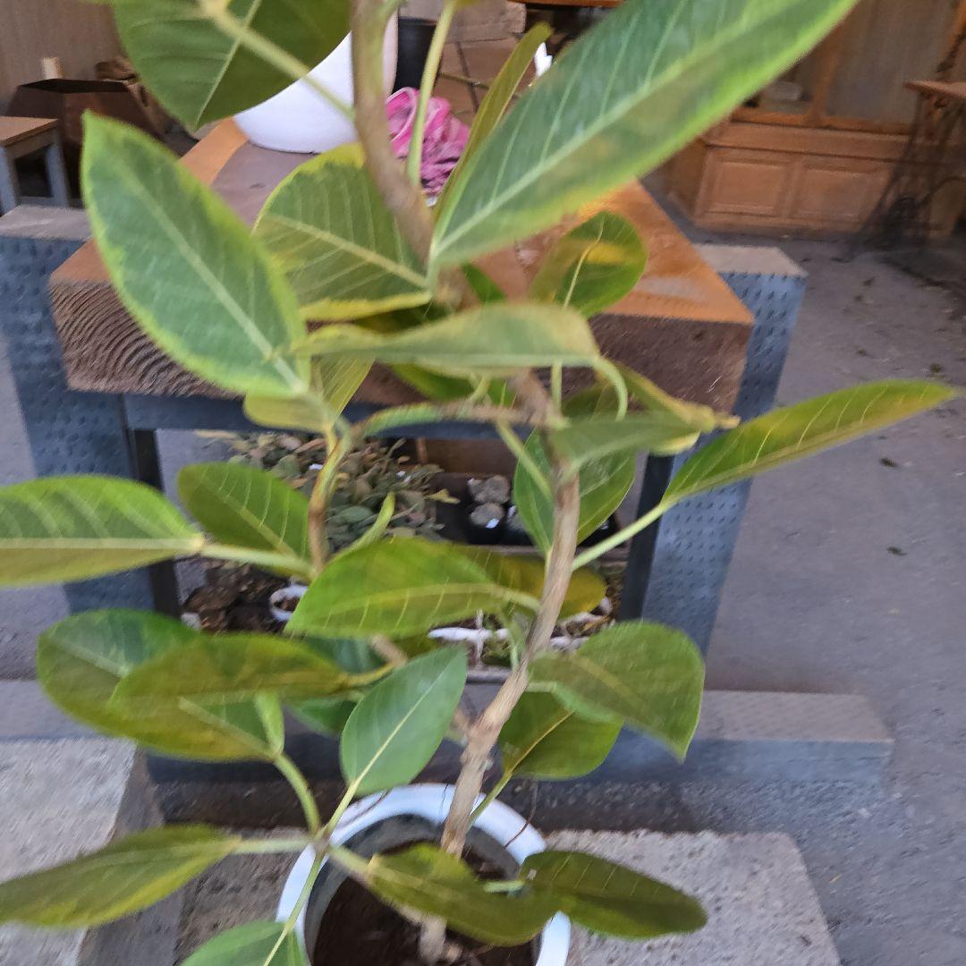 ②　フィカス　アルテシマ　曲がり仕立て8号　特大苗木最高等級極上品‼️