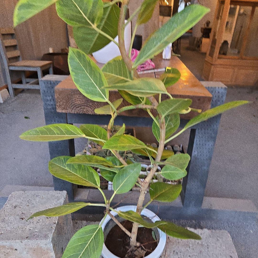 ②　フィカス　アルテシマ　曲がり仕立て8号　特大苗木最高等級極上品‼️