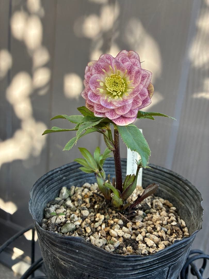 クリスマスローズ♡DDミストピンク