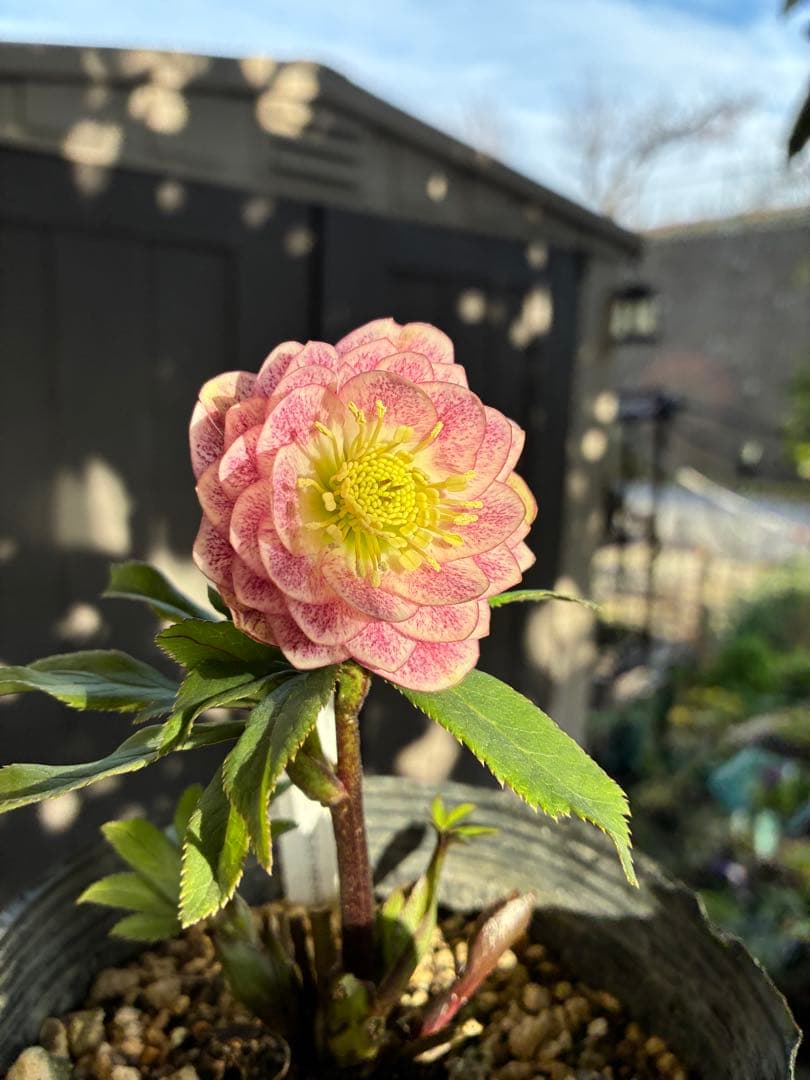 クリスマスローズ♡DDミストピンク