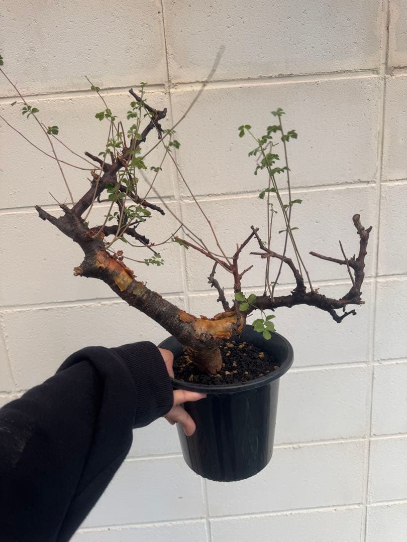 コミフォラ　ボラネンシス