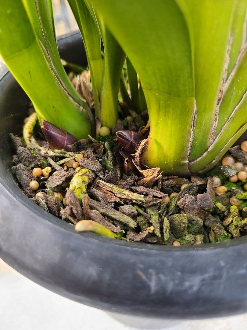 フォアゴットンフルーツ。花芽3個。5鉢セット。蜜蜂誘引蘭。日本蜜蜂。