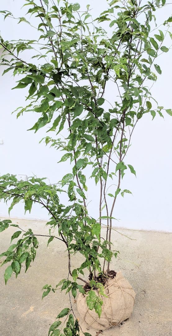 美形。山採りハイノキ。