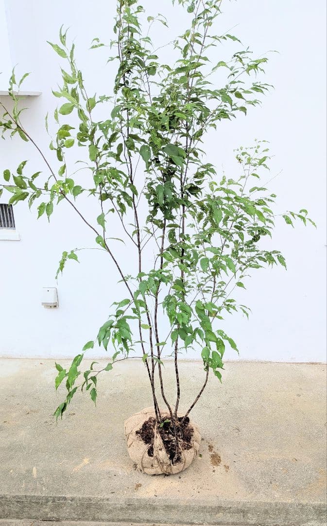 美形。山採りハイノキ。