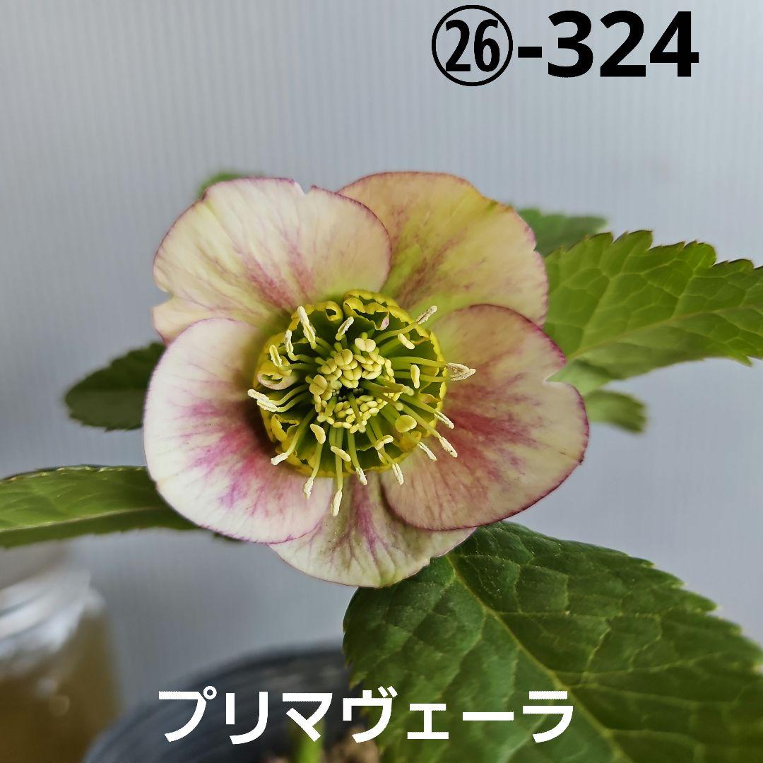 ㉖-324クリスマスローズ