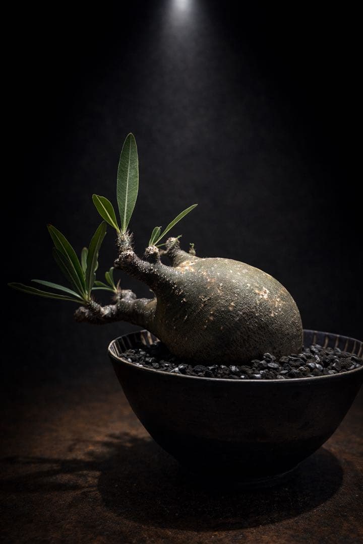 グラキリス【丸株】【発根済】【小石原焼陶器鉢】