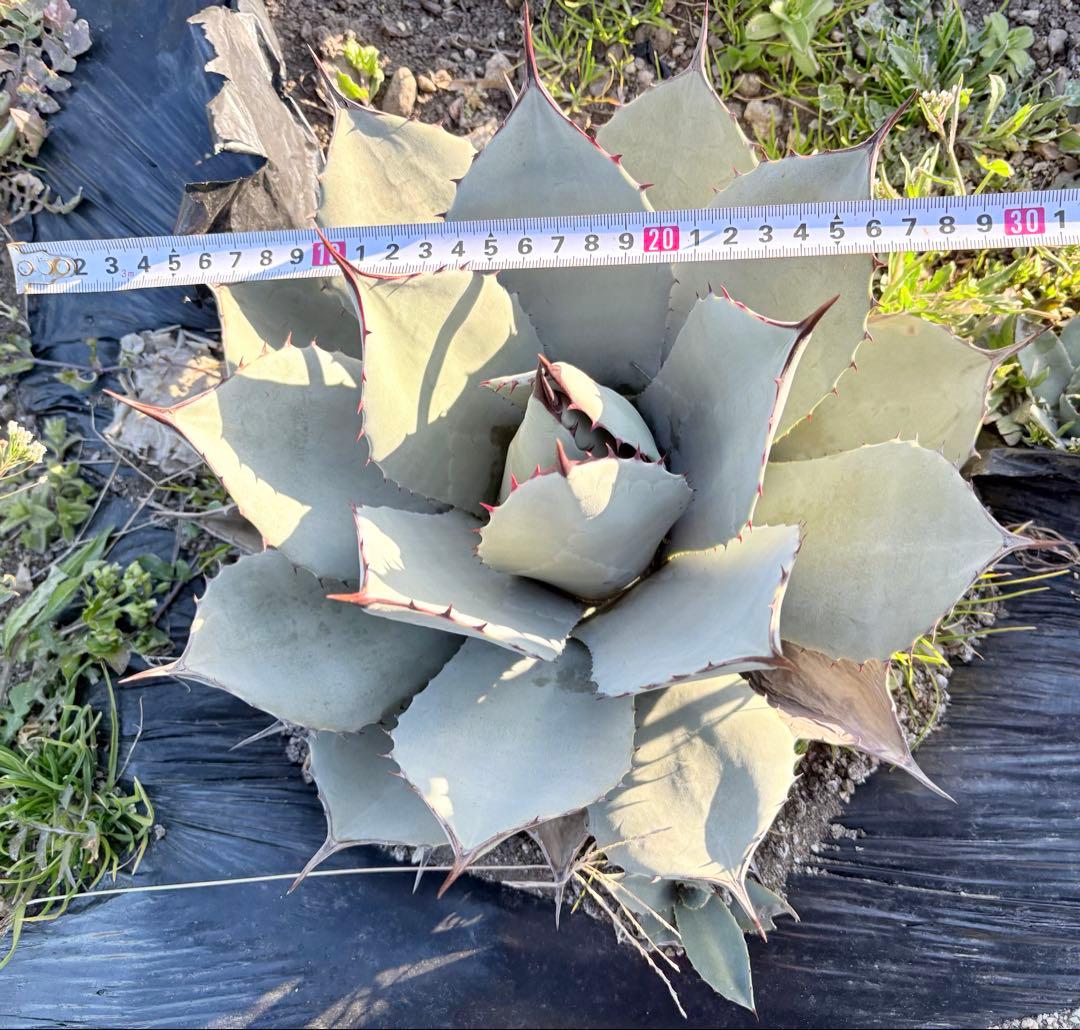 アガベ　吉祥天　1子株付き ②