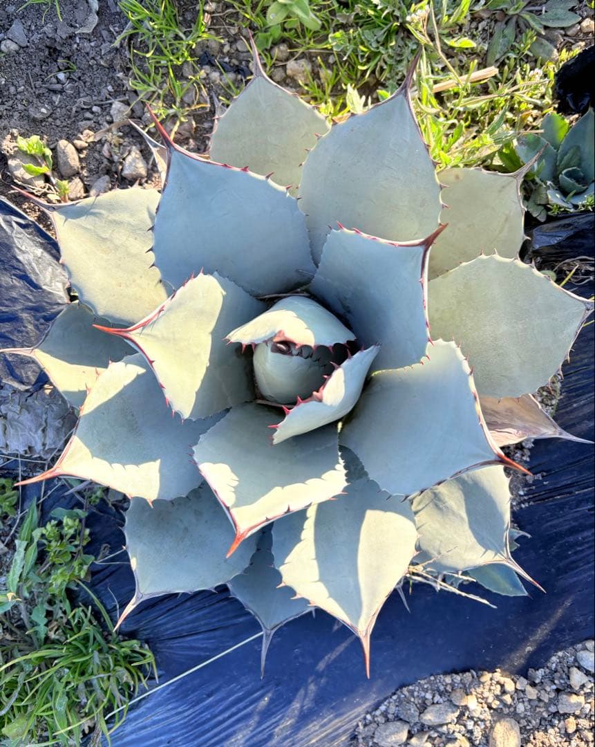 アガベ　吉祥天　1子株付き ②