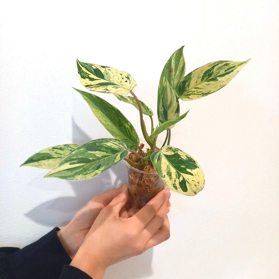 超希少 フィロデンドロン・エメラルドクイーン斑入