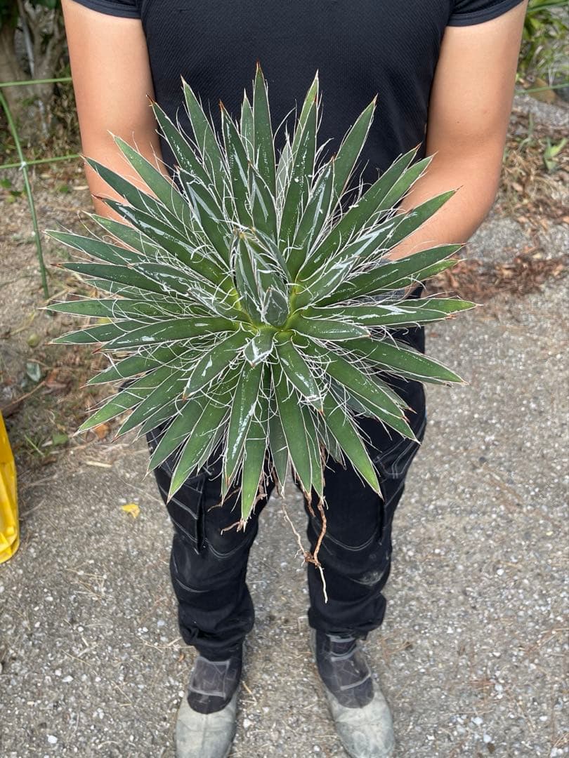 アガベ フィリフィラ 【美株】vanquish様用