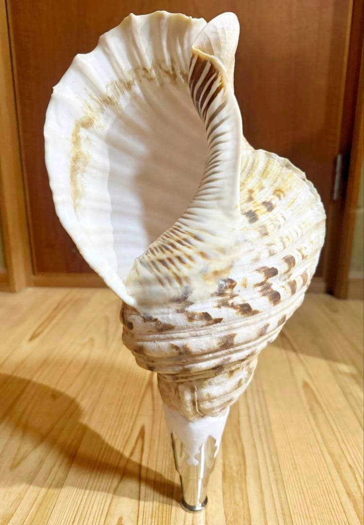 商談中　特大修験道法螺貝41㎝　山伏　密教　熊よけ　魔除け❣️ホラガイ　ほら貝網袋