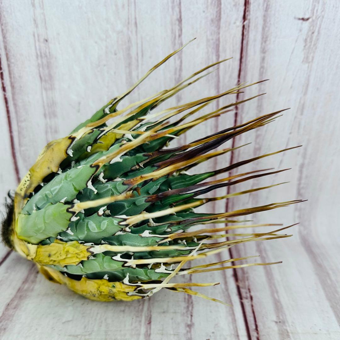 12 アガベ ユタエンシス エボリスピナ ロングスパイン