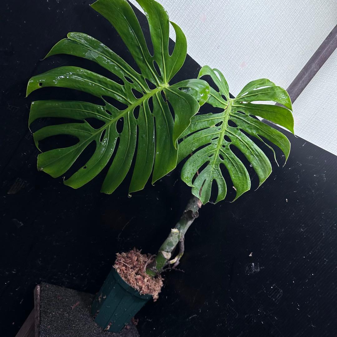 ゆ*う様 モンステラデリシオーサマクロコズム超希少系統鉢植え63㎝