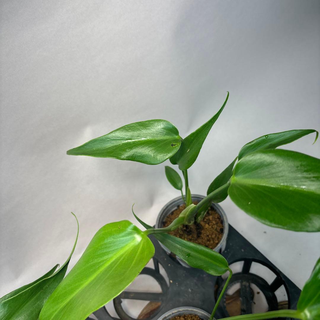 S*T様 5株セットms36モンステラ バールマルクスフレーム