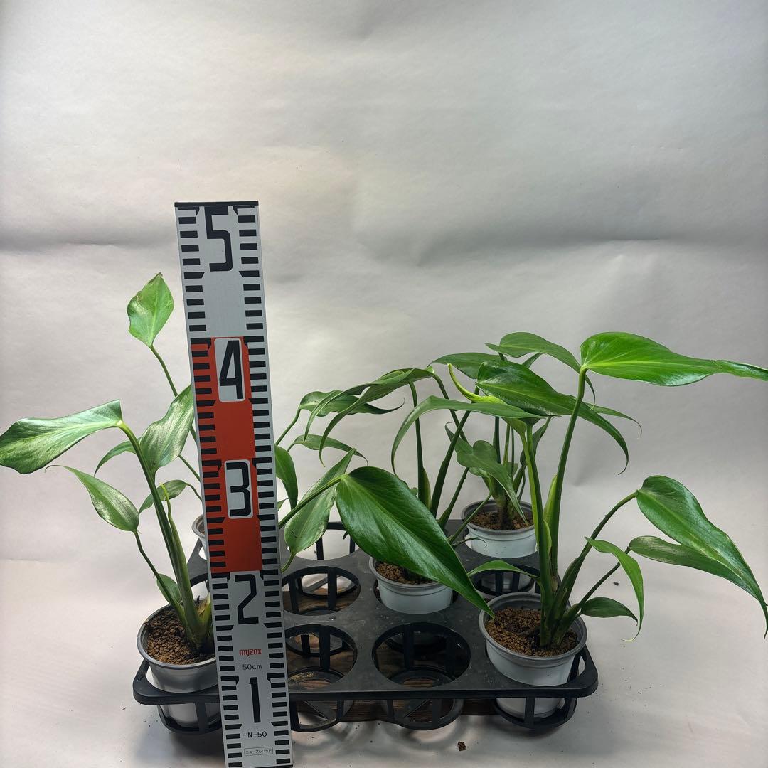 S*T様 5株セットms36モンステラ バールマルクスフレーム