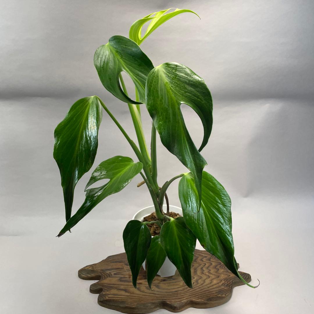 D*e様 a29モンステラ バールマルクスフレーム