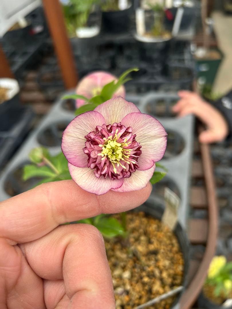 加藤農園 モーリー交配 セミダブル クリスマスローズ 同梱可能