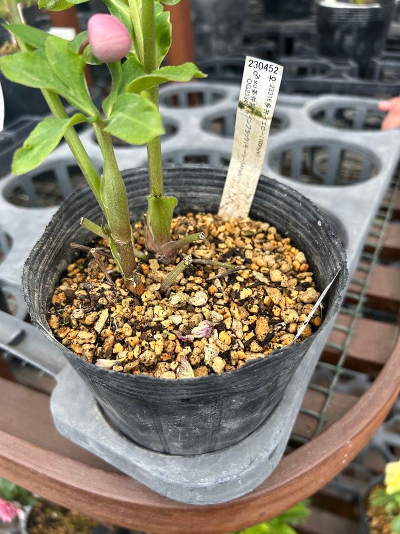 加藤農園 モーリー交配 セミダブル クリスマスローズ 同梱可能