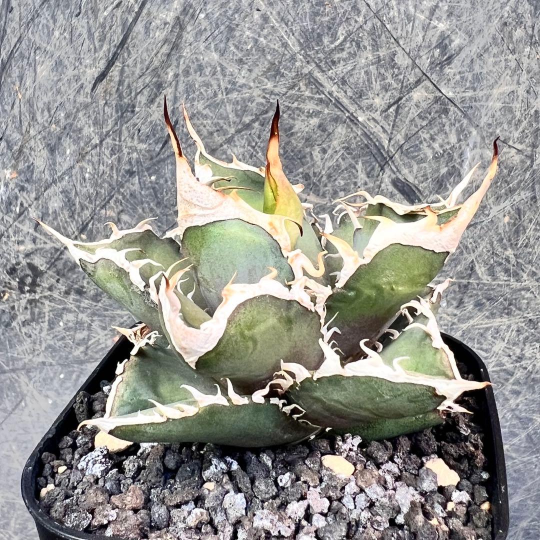 仙*渓様 アガベ　オテロイ　実生特選株