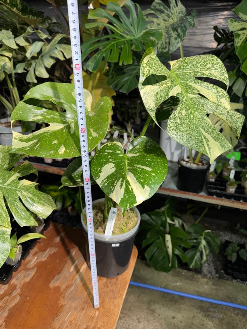 k*u様 2モンステラ　タイコンステレーション　スターライト
