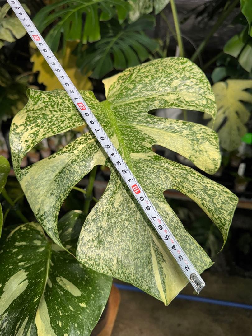 k*u様 2モンステラ　タイコンステレーション　スターライト