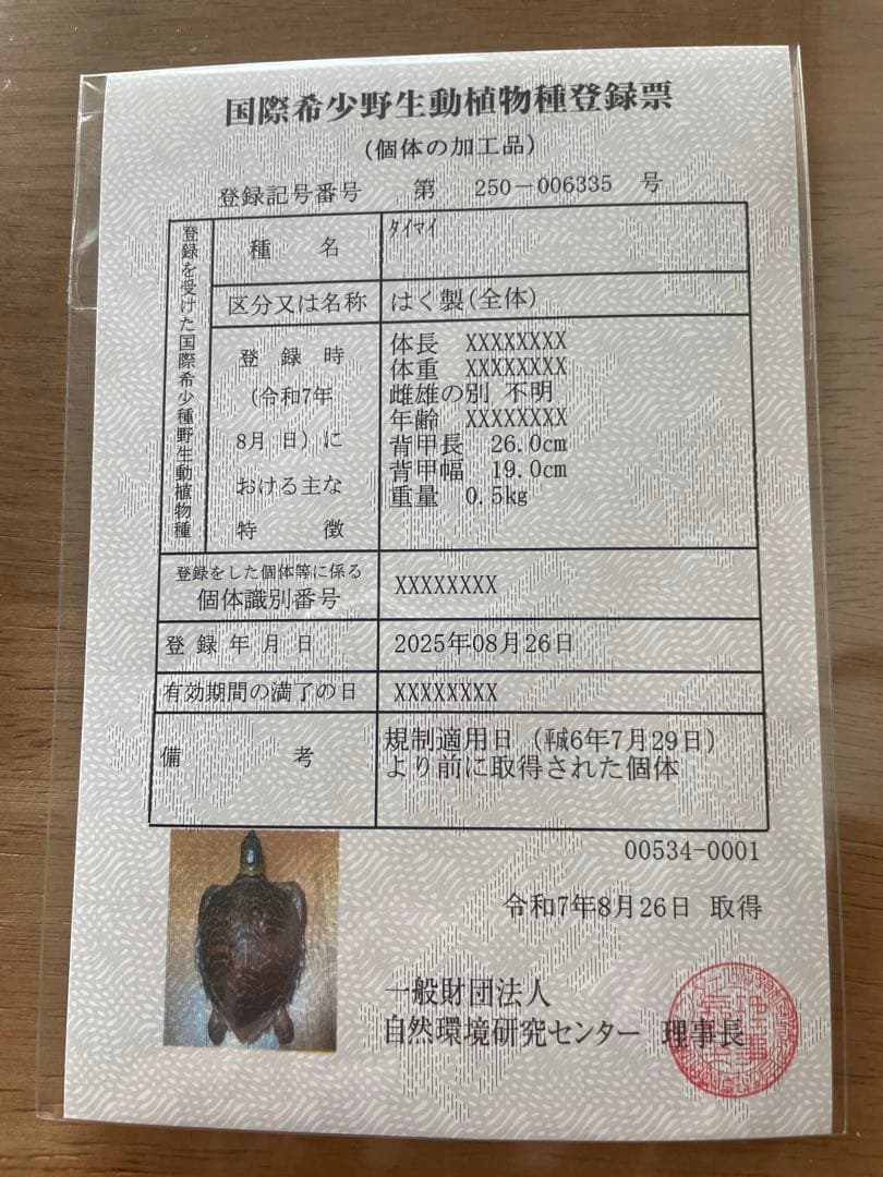 マギウス タイマイ　ウミガメ　剥製　中古品 国際希少野生動植物種登録票有り
